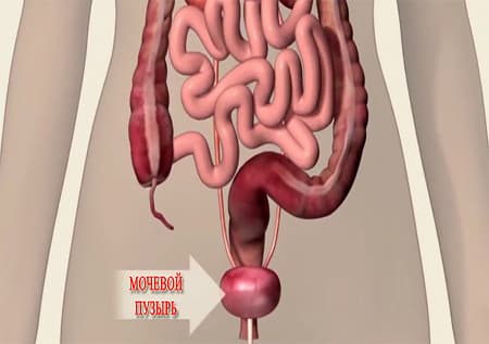 Где находится мочевой пузырь