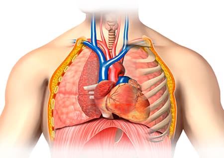 Анатомия грудной клетки