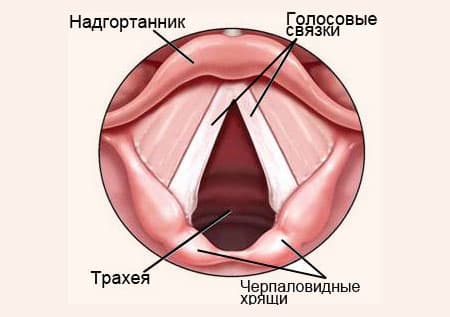 Голосовые связки человека при молчании. Ларингит Рейнке Гайека. Отечно полипозный ларингит Гайека Рейнке стадии. Хронический ларингит Рейнке-Гайека.