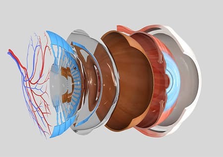 3D-модель строения глаза